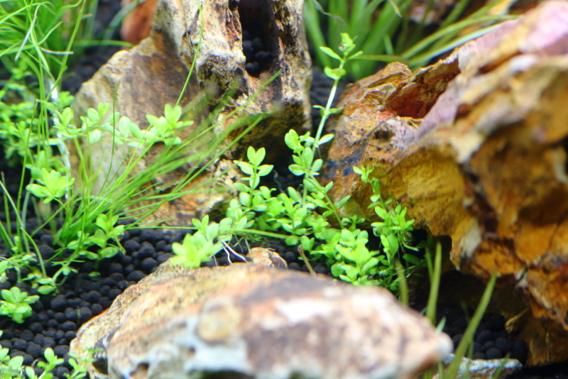 植栽から4日目　パールグラス